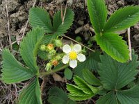 Fragaria viridis 3, Heuvelaardbei, Saxifraga-Jasenka Topic