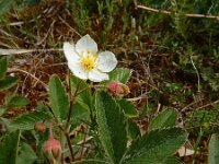 Fragaria viridis 8, Heuvelaardbei, Saxifraga-Ed Stikvoort