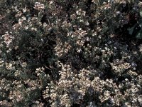 Frankenia corymbosa 3, Saxifraga-Jan van der Straaten