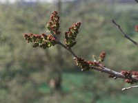 Fraxinus angustifolia 1, Saxifraga-Piet Zomerdijk