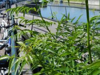 Fraxinus angustifolia 12, Saxifraga-Rutger Barendse