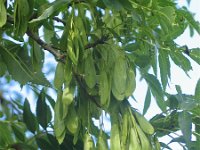 Fraxinus angustifolia 4, Saxifraga-Jasenka Topic