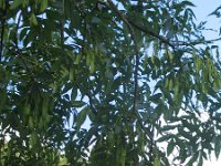 Fraxinus angustifolia 5, Saxifraga-Jasenka Topic