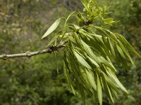 Fraxinus angustifolia ssp angustifolia 9, Saxifraga-Jan van der Straaten