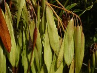 Fraxinus excelsior 61, Es, Saxifraga-Ed Stikvoort : Beuningerwaard