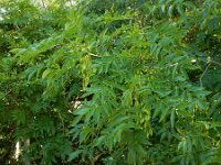 Fraxinus excelsior 62, Es, Saxifraga-Ed Stikvoort