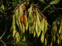 Fraxinus excelsior 63, Es, Saxifraga-Ed Stikvoort : Beuningerwaard