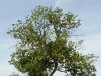 Fraxinus excelsior 64, Es, Saxifraga-Ed Stikvoort