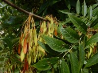 Fraxinus excelsior 65, Es, Saxifraga-Ed Stikvoort : Beuningerwaard