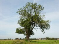 Fraxinus excelsior 67, Es, Saxifraga-Ed Stikvoort