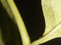 Fraxinus pennsylvanica 10, Saxifraga-Rutger Barendse