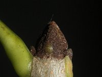 Fraxinus pennsylvanica 12, Saxifraga-Rutger Barendse