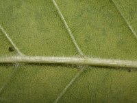 Fraxinus pennsylvanica 13, Saxifraga-Rutger Barendse