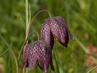 Fritillaria meleagris 76, Kievitsbloem, Saxifraga-Jan van der Straaten