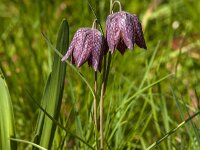 Fritillaria meleagris 77, Kievitsbloem, Saxifraga-Jan van der Straaten