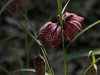 Fritillaria meleagris 78, Kievitsbloem, Saxifraga-Jan van der Straaten