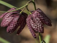 Fritillaria meleagris 79, Kievitsbloem, Saxifraga-Jan van der Straaten