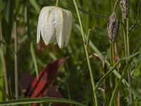 Fritillaria meleagris 81, Kievitsbloem, Saxifraga-Jan van der Straaten