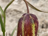 Fritillaria messanensis 13, Saxifraga-Harry Jans