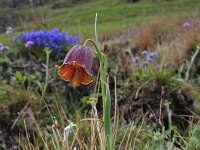 Fritillaria pyrenaica 1, Saxifraga-Jeroen Willemsen