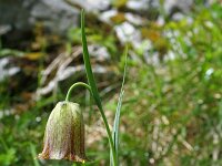 Fritillaria pyrenaica 2, Saxifraga-Jeroen Willemsen