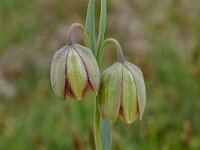 Fritillaria thessala