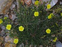 Fumana procumbens 1, Saxifraga-Jasenka Topic