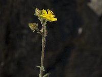 Fumana thymifolia 1, Saxifraga-Jan van der Straaten