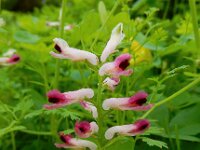 Fumaria agraria 3, Saxifraga-Ed Stikvoort