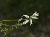 Fumaria capreolata 4, Rankende duivenkervel, Saxifraga-Jan van der Straaten