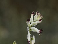 Fumaria capreolata 5, Rankende duivenkervel, Saxifraga-Willem van Kruijsbergen