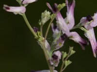 Fumaria muralis 20, Middelste duivenkervel, Saxifraga-Jan van der Straaten