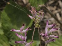 Fumaria muralis 21, Middelste duivenkervel, Saxifraga-Jan van der Straaten