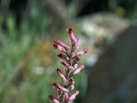 Fumaria officinalis 21, Gewone duivenkervel, Saxifraga-Jan van der Straaten