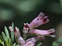 Fumaria parviflora 3, Saxifraga-Rutger Barendse