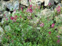 Fumaria schleicheri 2, Saxifraga-Ed Stikvoort