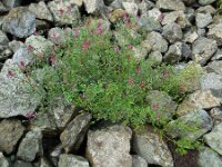 Fumaria schleicheri 3, Saxifraga-Ed Stikvoort