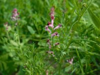 Fumaria schleicheri 4, Saxifraga-Ed Stikvoort