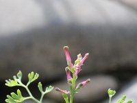 Fumaria vaillantii 3, Roze duivenkervel, Saxifraga-Rutger Barendse