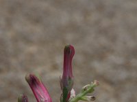 Fumaria vaillantii 4, Roze duivenkervel, Saxifraga-Rutger Barendse