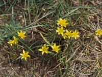 Gagea nevadensis 1, Saxifraga-Piet Zomerdijk