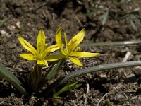 Gagea nevadensis 3, Saxifraga-Willem van Kruijsbergen