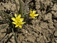 Gagea nevadensis 4, Saxifraga-Jan van der Straaten