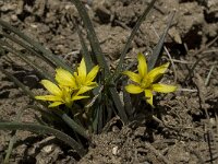 Gagea nevadensis 5, Saxifraga-Willem van Kruijsbergen