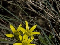 Gagea nevadensis 8, Saxifraga-Willem van Kruijsbergen