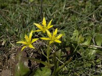 Gagea nevadensis 9, Saxifraga-Willem van Kruijsbergen