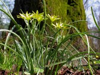 Gagea pratensis 1, Weidegeelster, Saxifraga-Mark Zekhuis