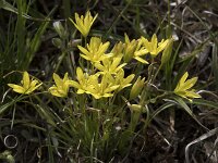 Gagea reverchonii 11, Saxifraga-Willem van Kruijsbergen