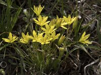 Gagea reverchonii 12, Saxifraga-Willem van Kruijsbergen