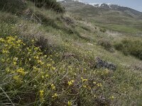 Gagea reverchonii 15, Saxifraga-Willem van Kruijsbergen